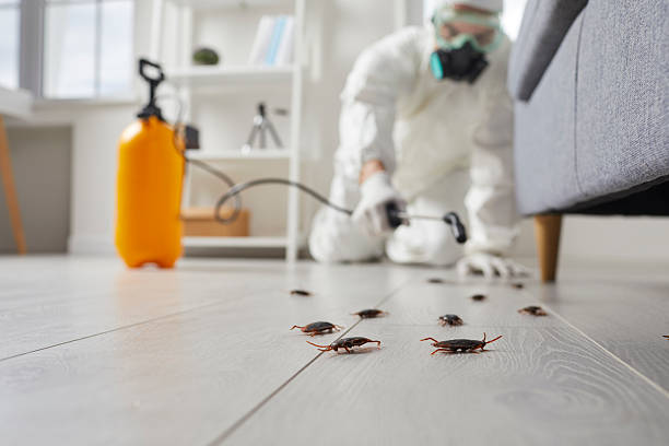 Commercial Rodent Management in Plainview